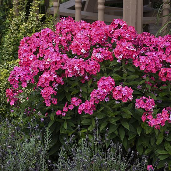Høye hagefloksblomster er gode kolibrier