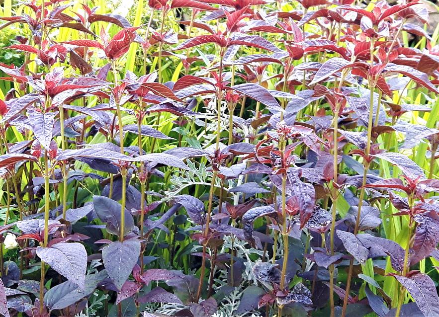 Lilla-løvet løstestrife (Lysimachia ciliata 'Purpurea') er vanlige aggressive planter