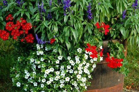 Er det å finne de blå blomstene som er mest utfordrende