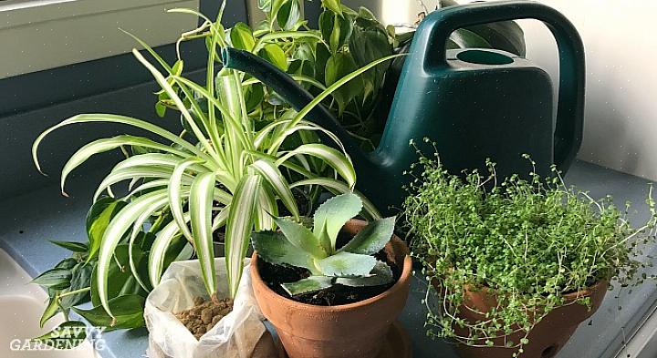 Blomstrende planter kan ikke motta alle næringsstoffene de trenger gjennom bladene