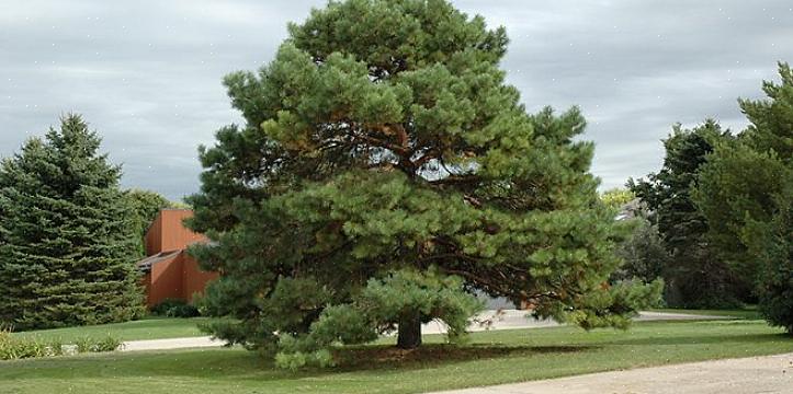 Plante-taksonomi tildeler dette japanske dvergfyretre slekten