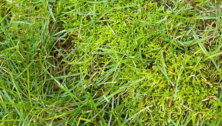 Hvordan blir du kvitt mosen som for tiden vokser i plenen
