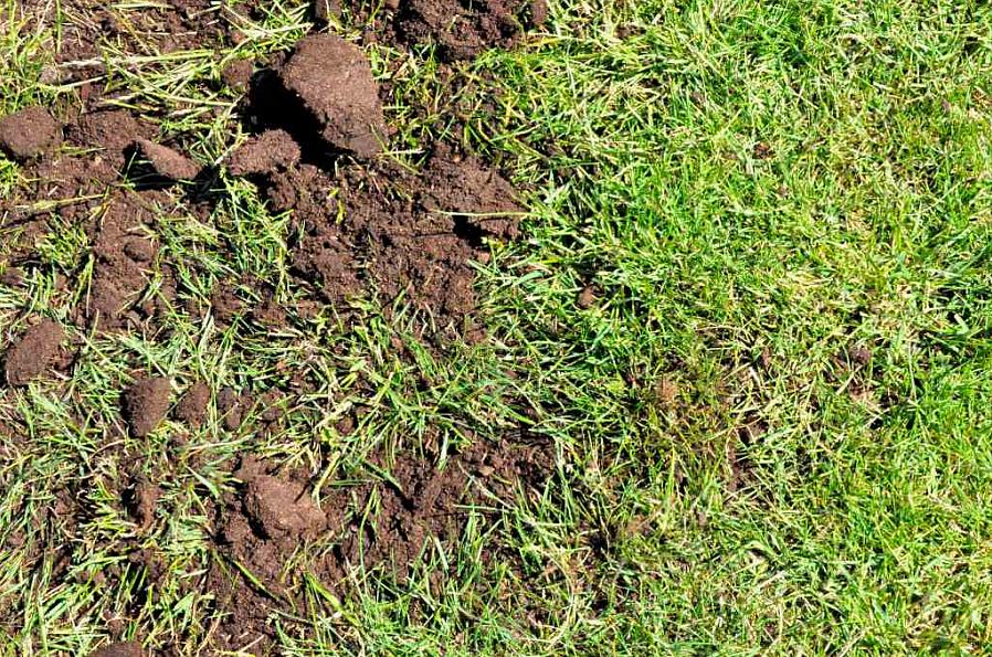 Hvis de blir liggende på plenen for lenge