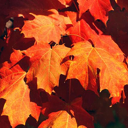 Et annet godt valg for rødt løvverk er Acer rubrum 'Franksred'