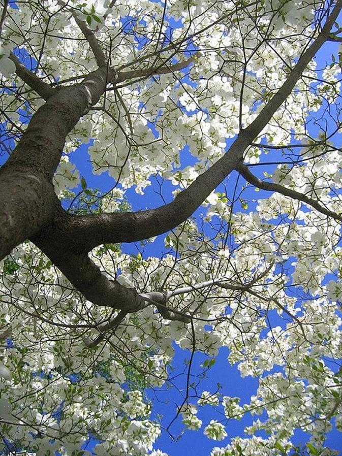 Pagoda dogwood foretrekker generelt flekkete skyggeforhold som etterligner de underjordiske forholdene under