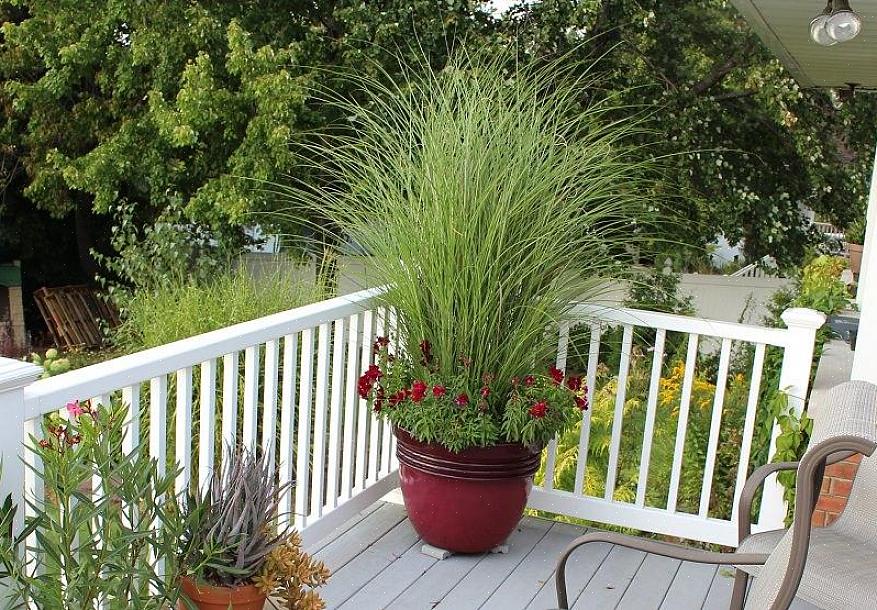 Sebragress tilhører Poaceae-familien av planter