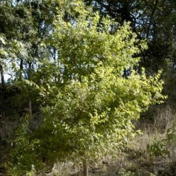 Netleaf hackberry gir et godt skyggetre som har den ekstra fordelen av å gi mat til fugler