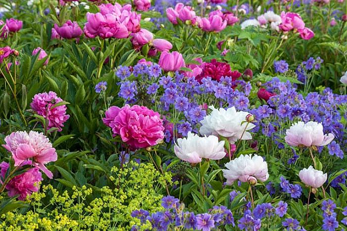 Produserer hvit banbær små hvite blomster om våren etterfulgt av uvanlige hvite bær på røde stilker