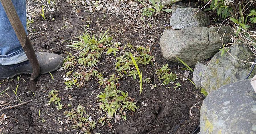 Hvordan dele flerårige planter