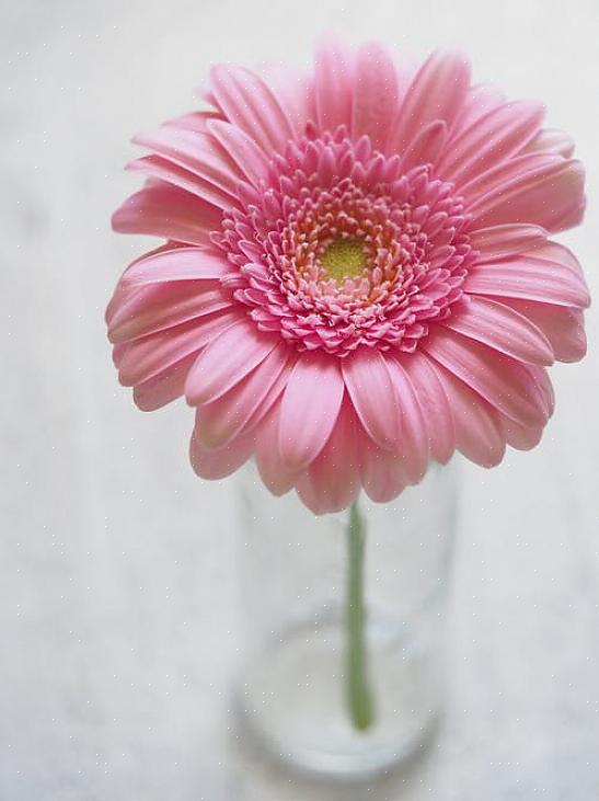Den bør være på radaren din hvis du ikke får nok av rosa blomster