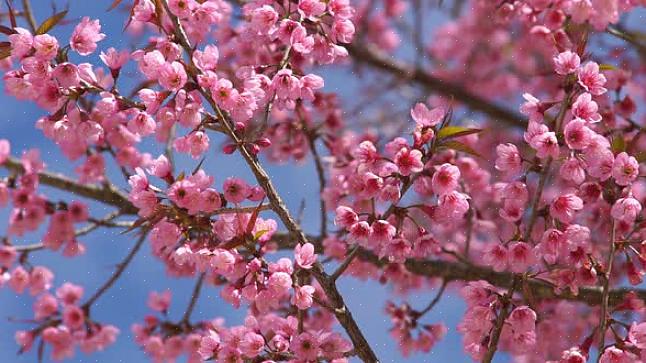 Og rosa blomster deler med røde blomster litt av sistnevntes flamboyance