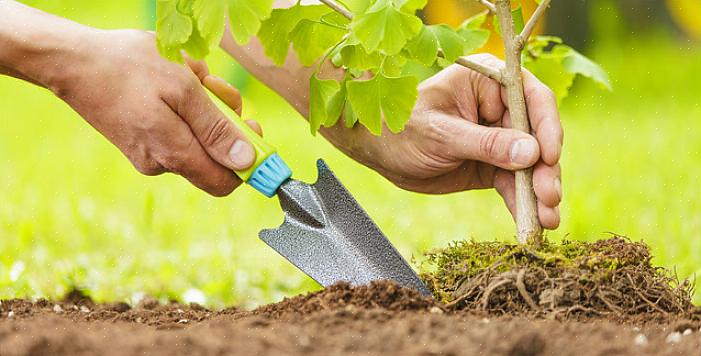 Generelt er den beste tiden for å plante trær sen vinter eller tidlig på våren