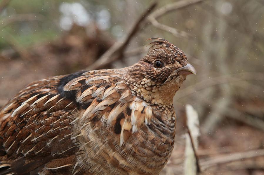 Og en riktig utstyrt birder vil ha lettere for å identifisere disse mystiske fuglene