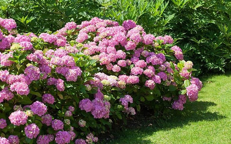 Kan du få blomster i den første vekstsesongen