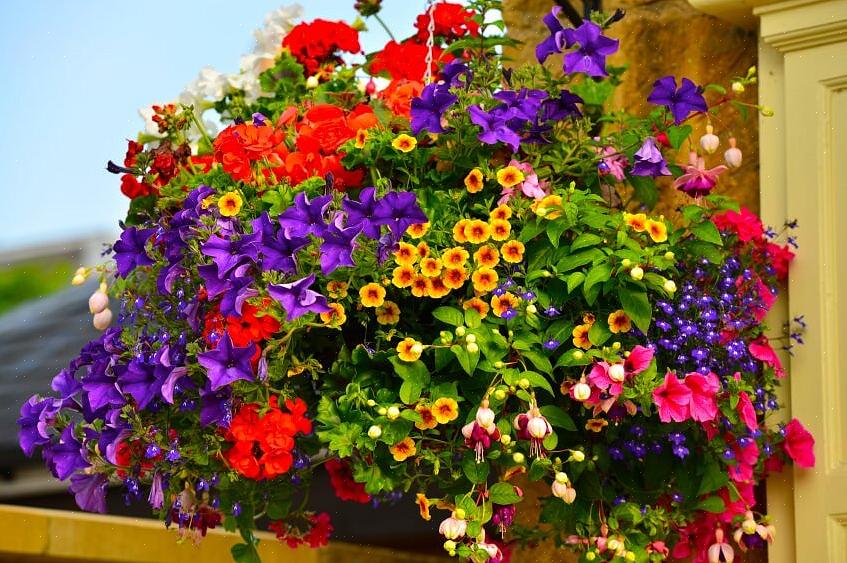 Hengende blomsterkurver faller inn under containerhagearbeidet