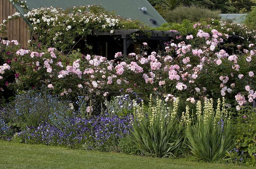 De stikkende blomstene av Salvia-planter er et tekstmessig interessant motpunkt til den runde