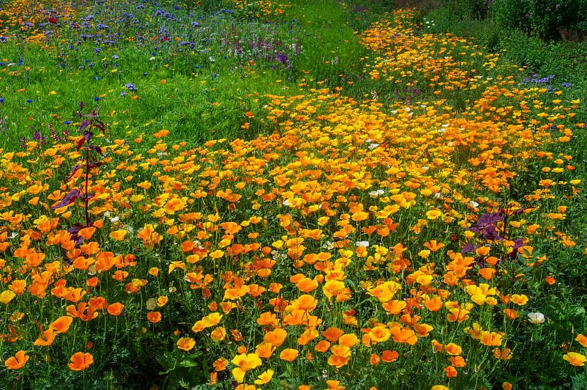 Når du skal så årlige blomsterfrø utendørs