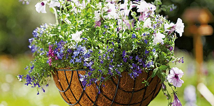 Planter etterfølgende blomster i sidene av kurven