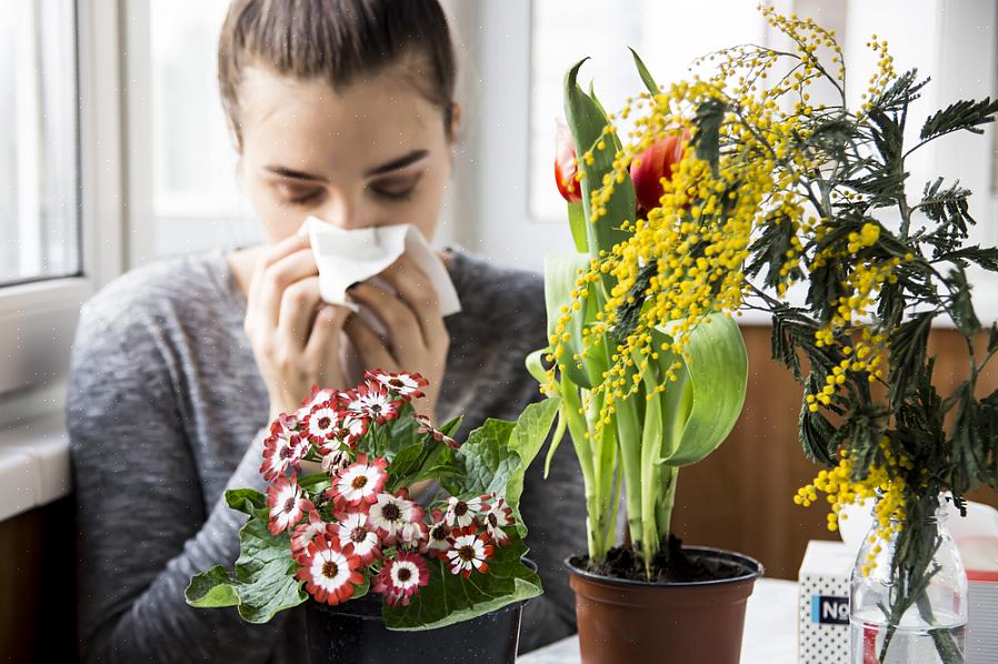 Dette er absolutt ikke de eneste blomstene som ikke vil forårsake høysnueproblemer