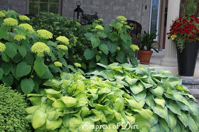 Hostas med gule blader eller duftende blomster kan stå mer sol enn hostas med grønne