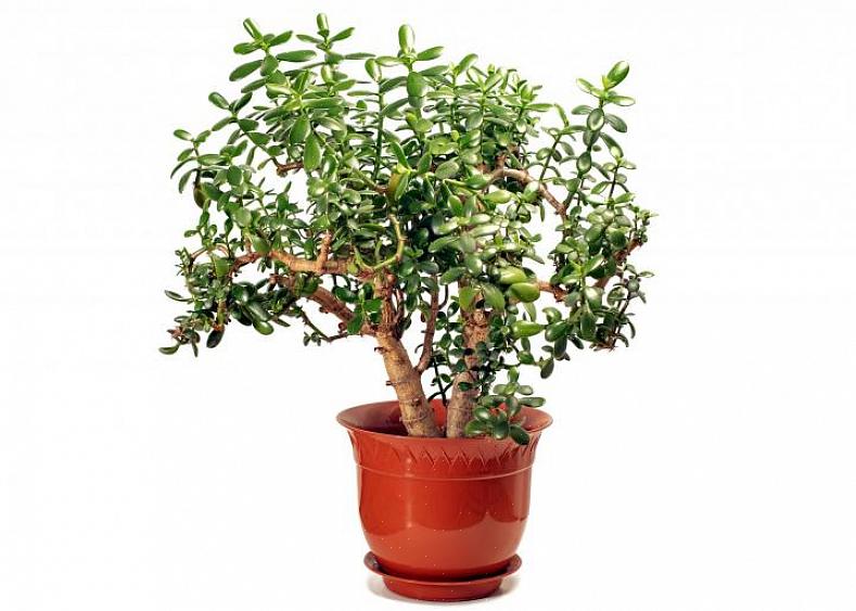 Jadeplanter foretrekker full sol