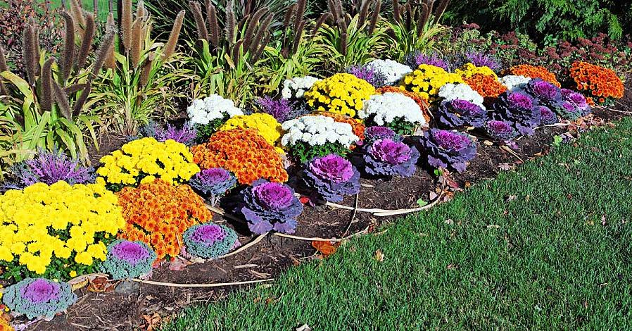 Men de blomstrer best hvis de har vært i hagen hele sesongen