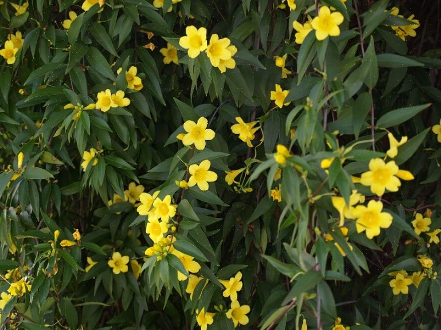 Selv om det stort sett blomstrer om sommeren