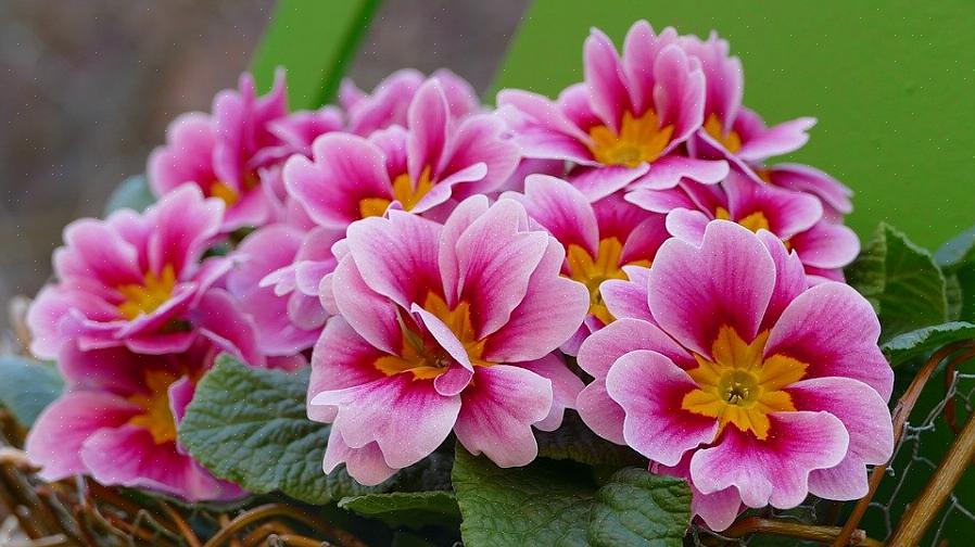 Primroser er skogblomster som kommer i livlige farger du kanskje ikke forventer av vårblomstrende flerårige