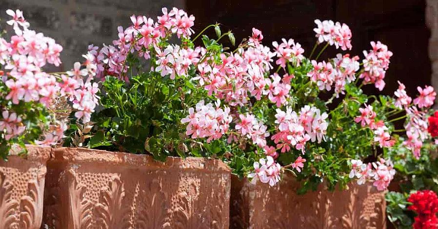 Dyrking av zon pelargoner
