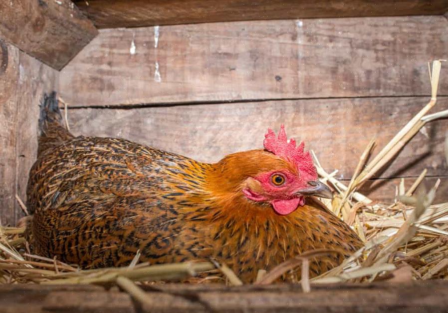 Hvis befruktede egg samles kort tid etter legging