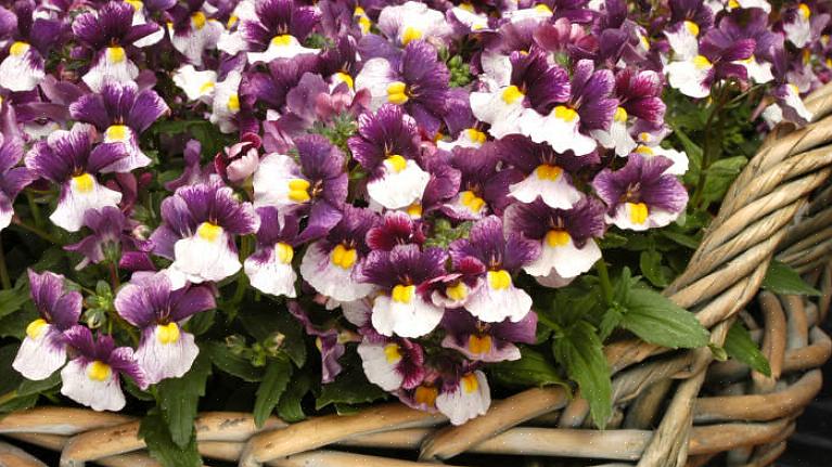 Sengeplanter er vanligvis relativt korte planter som blomstrer lenge