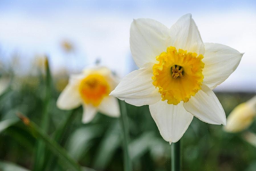 Påskeliljer blomstrer best i full sol