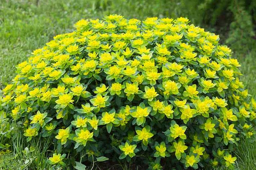 I følge plantetaksonomi er lilla trespor kategorisert som Euphorbia amygdaloides 'Purpurea.'
