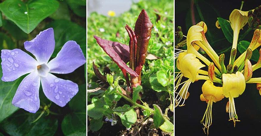 Og invasive planter er på ingen måte alltid stygge eksemplarer