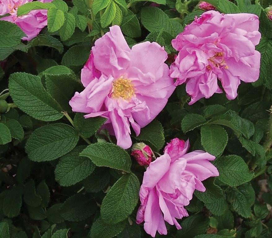Vil en Rugosa-rose utgjøre en fin bakside av grenseanlegget eller fokuspunktet
