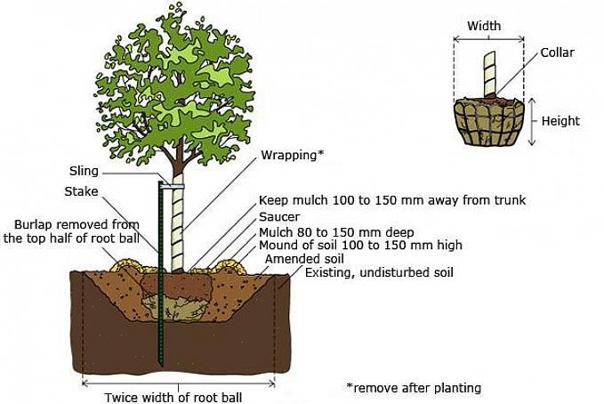 Burlapped planter er containerplanter