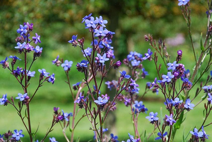 Men fordi Anchusa azurea 'Dropmore' er så høy flerårig