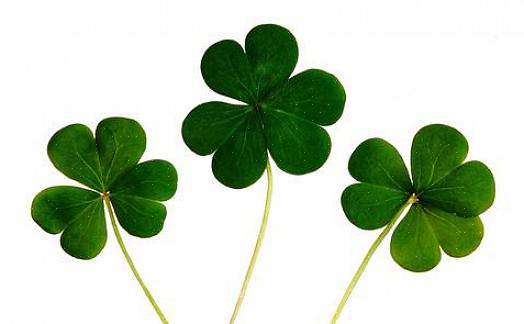 I Saint patrick's day feiringer en rekke planter tjene som irske shamrocks