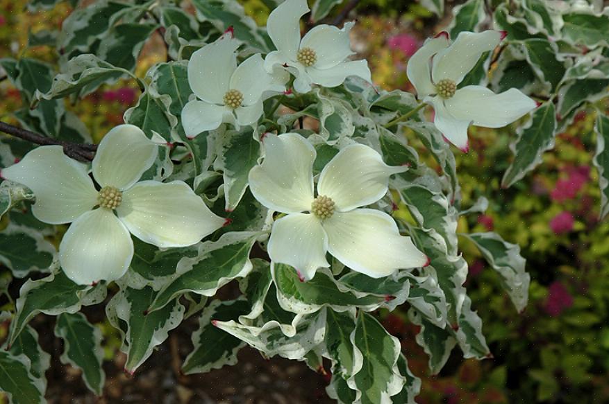 'Ulvøyer' kinesiske kornelttreblomster sent på våren til forsommeren så lenge som seks uker