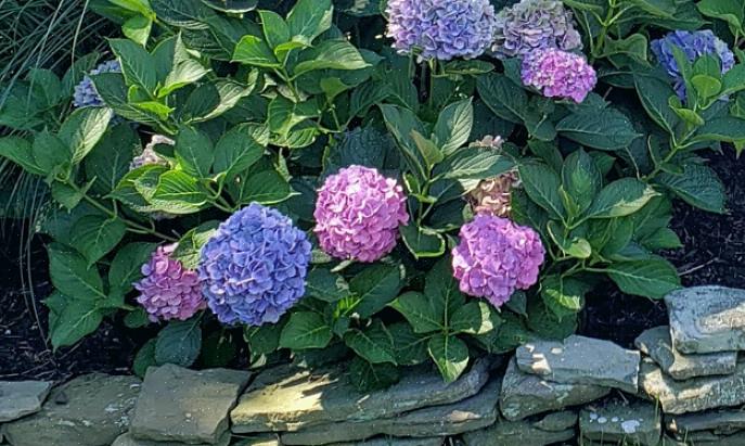 Et lacecap blomsterhode ser ut som en flat sirkel med tettpakket knopper omgitt av en løs ring med fullt