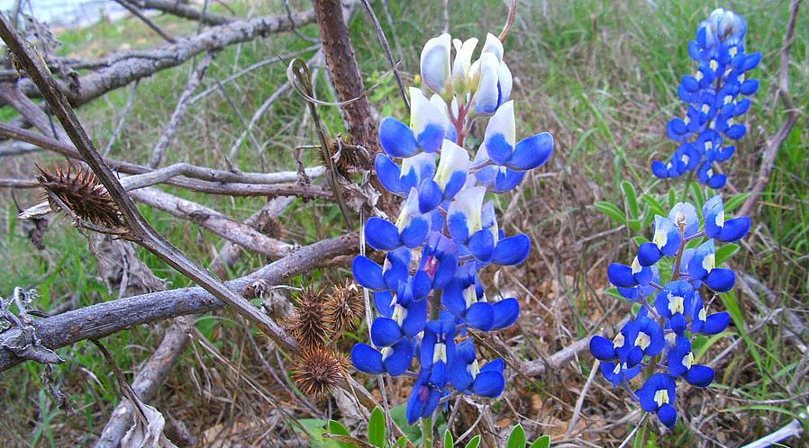Blå lupin er bare en slags lupin