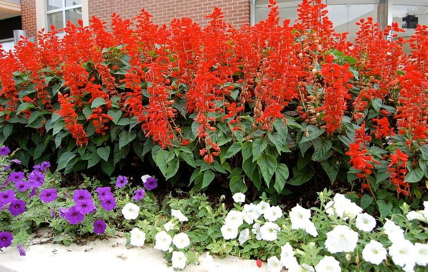 Selv om "skarlagenrød salvie" er et av de vanligste navnene på denne planten