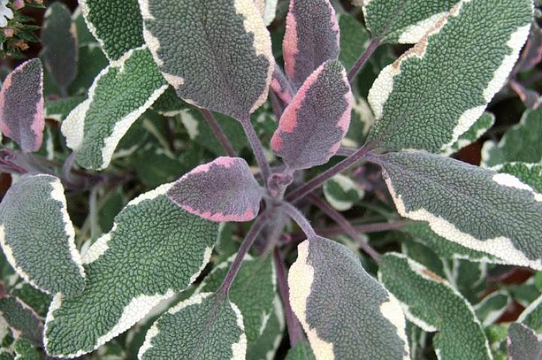 Planteaksonomi klassifiserer Tricolor salvieplanter som Salvia officinalis 'Tricolor.'