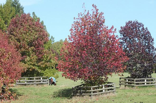 European sweetgum er løvtrær som er verdsatt for sine stjerneformede blader som gjør en blanding