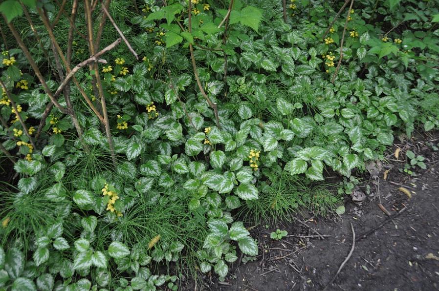 Navnet Lamiastrum indikerer at gul erkeengel er en "falsk" Lamium-plante eller bare ligner en ekte