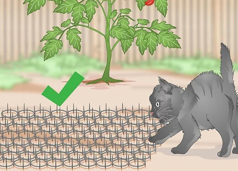 Bør fugler i bakgården aldri ta handlinger som bevisst vil skade kattene