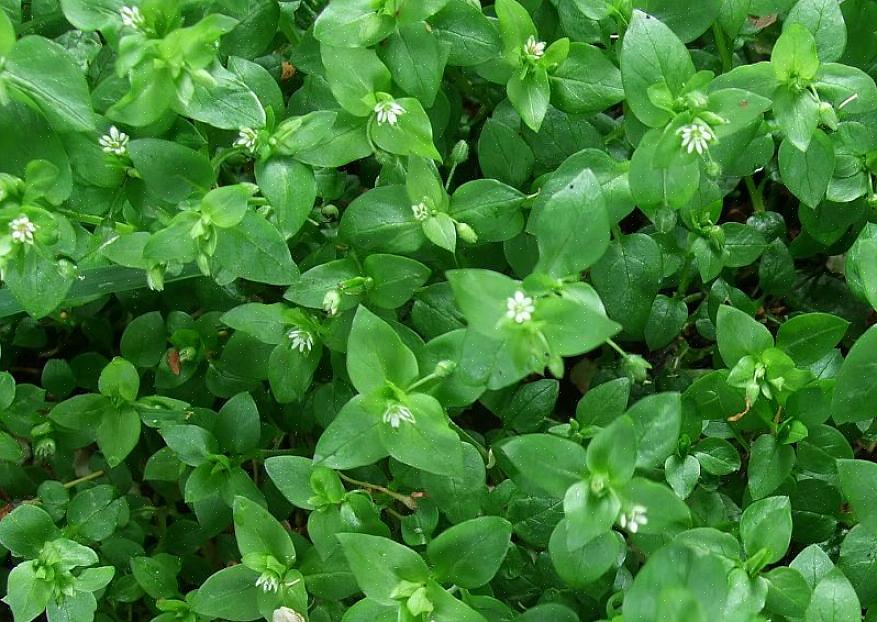 De knuste bladene av bredblad eller "vanlig" plantain (Plantago major) kan brukes som en salve for å avlaste