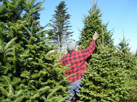 Julestjernen er en av de mest ikoniske juleplantene å gi
