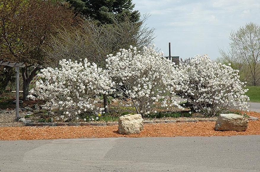 Star magnolia har en avrundet vane