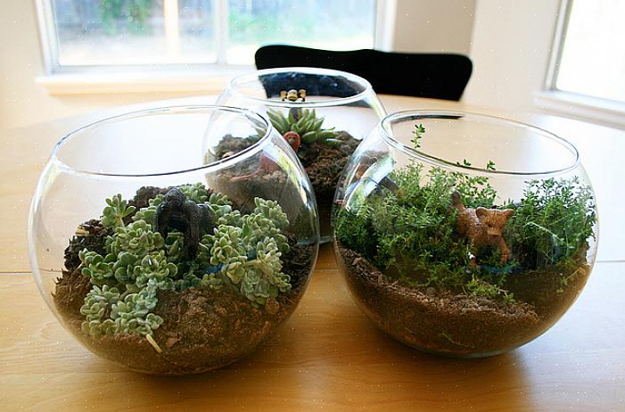 Planter blir 6 til 25 centimeter høye
